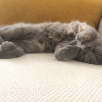 British Shorthair, Kedi  İrmik fotoğrafı