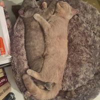 British Shorthair, Kedi  İrmik fotoğrafı