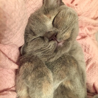 British Shorthair, Kedi  İrmik fotoğrafı