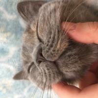 British Shorthair, Kedi  İrmik fotoğrafı