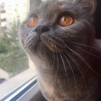 British Shorthair, Kedi  İrmik fotoğrafı