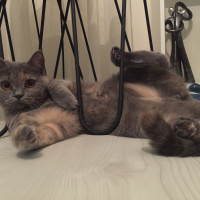 British Shorthair, Kedi  İrmik fotoğrafı