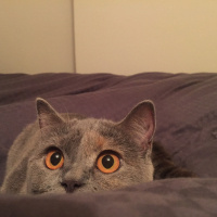 British Shorthair, Kedi  İrmik fotoğrafı