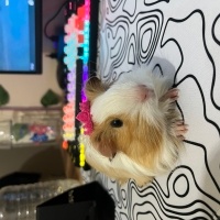 Guinea Pig, Kemirgen  Phoenix fotoğrafı