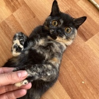 British Longhair, Kedi  Benekli fotoğrafı