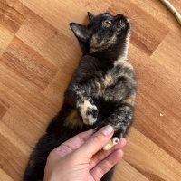 British Longhair, Kedi  Benekli fotoğrafı