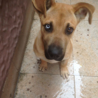 Presa Canario, Köpek  paşa fotoğrafı