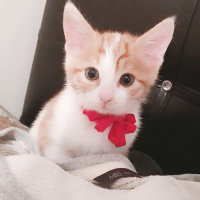 Tekir Kedi, Kedi  TARÇIN fotoğrafı