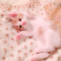 Tekir Kedi, Kedi  TARÇIN fotoğrafı