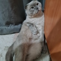 Scottish Fold, Kedi  Tombul yanak fotoğrafı