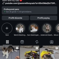 Scottish Fold, Kedi  Tombul yanak fotoğrafı