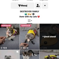 Scottish Fold, Kedi  Tombul yanak fotoğrafı