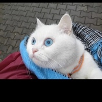 British Shorthair, Kedi  Eva fotoğrafı