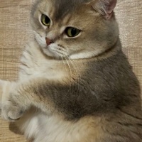 British Shorthair, Kedi  Duman fotoğrafı