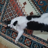 Tekir Kedi, Kedi  şanlı fotoğrafı