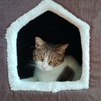Tekir Kedi, Kedi  Arsız fotoğrafı