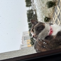 Tekir Kedi, Kedi  Lokum fotoğrafı