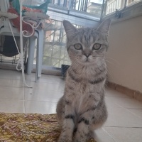 British Shorthair, Kedi  Venüs fotoğrafı