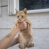 Tekir Kedi, Kedi  Şanslı fotoğrafı