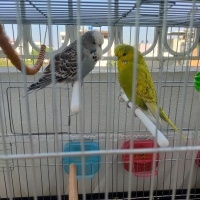 Muhabbet Kuşu, Kuş  Muhabbet kuşu fotoğrafı