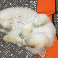 İran Kedisi (Persian), Kedi  Sütlaç fotoğrafı