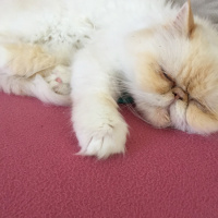 İran Kedisi (Persian), Kedi  Sütlaç fotoğrafı