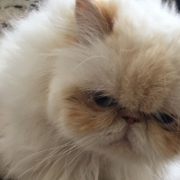 İran Kedisi (Persian), Kedi  Sütlaç fotoğrafı