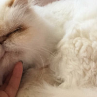 İran Kedisi (Persian), Kedi  Sütlaç fotoğrafı