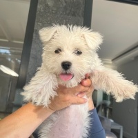 Maltese, Köpek  Luna fotoğrafı