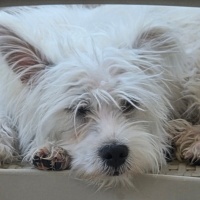 Maltese, Köpek  Luna fotoğrafı