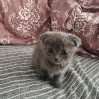British Longhair, Kedi  Şakir fotoğrafı