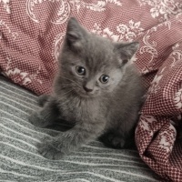 British Longhair, Kedi  Şakir fotoğrafı