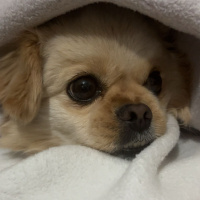 Pekingese, Köpek  Pier fotoğrafı