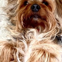Yorkshire Terrier, Köpek  Chucky fotoğrafı