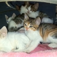 Tekir Kedi, Kedi  lord fotoğrafı