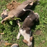 Sokö (Sokak Köpeği), Köpek  İsimsiz fotoğrafı