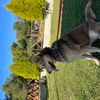 Sibirya Kurdu (Husky), Köpek  Şila fotoğrafı