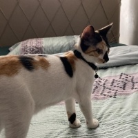 Tekir Kedi, Kedi  Kimchi fotoğrafı