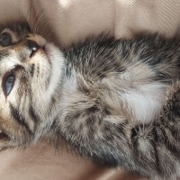Tekir Kedi, Kedi  kızım fotoğrafı