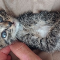 Tekir Kedi, Kedi  kızım fotoğrafı