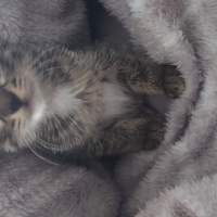 Tekir Kedi, Kedi  kızım fotoğrafı
