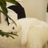 Scottish Fold, Kedi  Kekik fotoğrafı