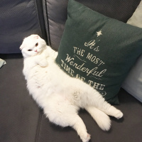 Scottish Fold, Kedi  Kekik fotoğrafı