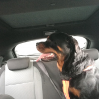Rottweiler, Köpek  Seth fotoğrafı