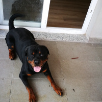 Rottweiler, Köpek  Seth fotoğrafı