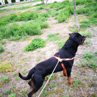 Rottweiler, Köpek  Seth fotoğrafı