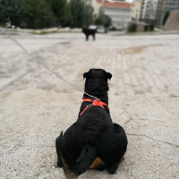 Rottweiler, Köpek  Seth fotoğrafı