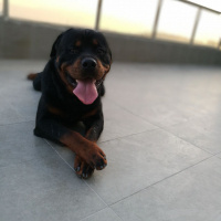 Rottweiler, Köpek  Seth fotoğrafı