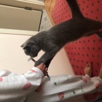 British Shorthair, Kedi  Ponçik fotoğrafı