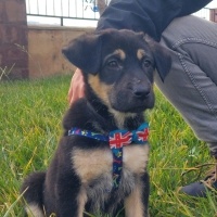 Sokö (Sokak Köpeği), Köpek  Kobe fotoğrafı